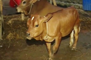 কুষ্টিয়ার সেই ২৭ ইঞ্চি গরু ৬০ হাজার টাকায় বিক্রি