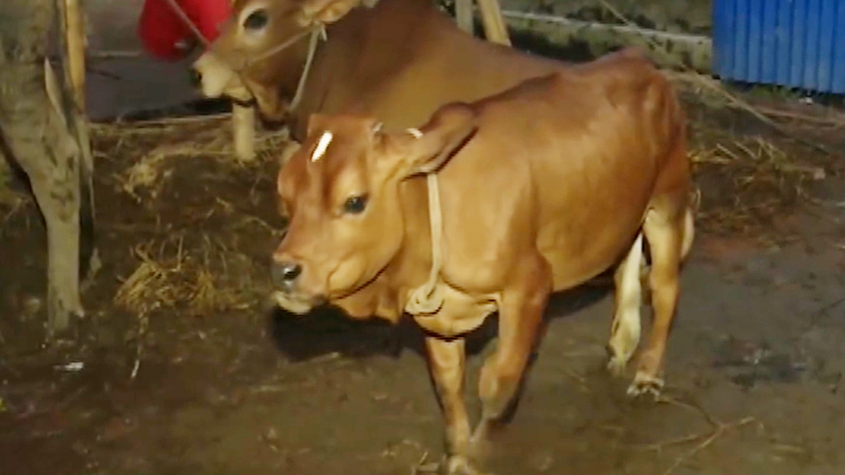 কুষ্টিয়ার সেই ২৭ ইঞ্চি গরু ৬০ হাজার টাকায় বিক্রি