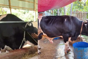 কোরবানির হাট কাপাবে কুমারখালীর মার্শাল ও বুলেট