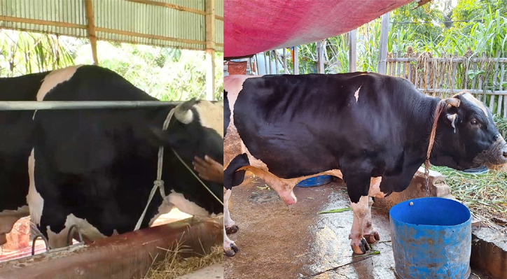 কোরবানির হাট কাপাবে কুমারখালীর মার্শাল ও বুলেট