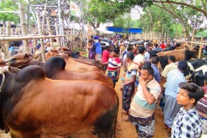 কুষ্টিয়া জেলায় এবার কোরবানির জন্য ২ লাখ পশু প্রস্তুত রয়েছে