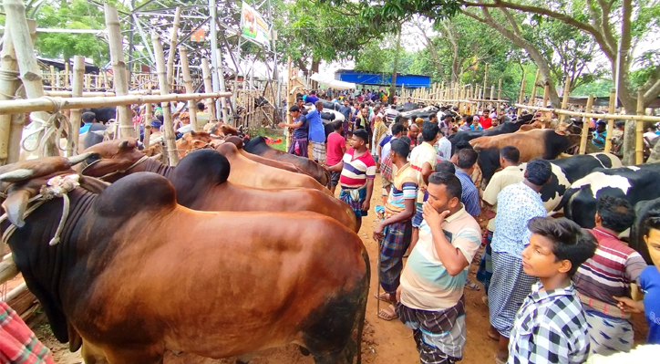 কুষ্টিয়া জেলায় এবার কোরবানির জন্য ২ লাখ পশু প্রস্তুত রয়েছে