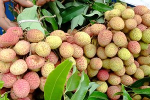 এক মণ ধানেও মিলছে না ১০০ লিচু!