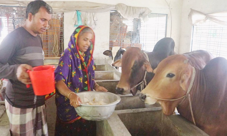 কুষ্টিয়ায় ২০ হাজার খামারে ২ লক্ষাধিক কোরবানির পশু প্রস্তুত