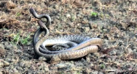 কুমারখালীতে দুই সাপের ‘শঙ্খ লাগা’