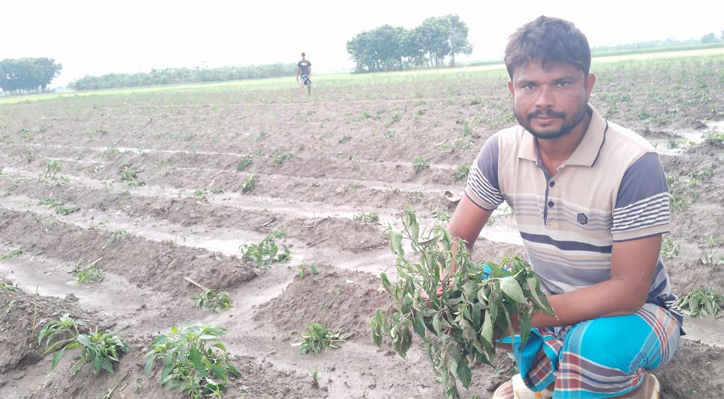 কুষ্টিয়ায় কৃষকের দুই বিঘা জমির মরিচ ক্ষেত কর্তন