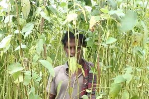 অনাবৃষ্টিতে খোকসায় পাটের ফলন বিপর্যয়ের আশংকা