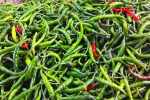 কুমারখালীতে একদিনের ব্যবধানে কাঁচা মরিচের দাম অর্ধেকে