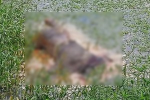কুষ্টিয়ায় নিখোঁজের ৪ দিন পর অর্ধগলিত মরদেহ উদ্ধার