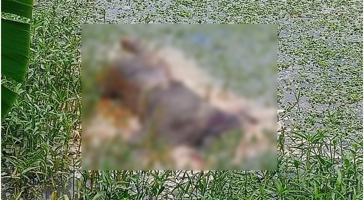 কুষ্টিয়ায় নিখোঁজের ৪ দিন পর অর্ধগলিত মরদেহ উদ্ধার