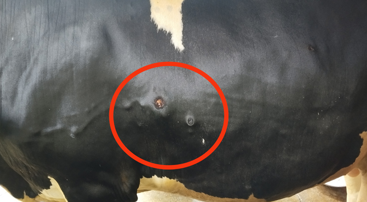 কুমারখালীতে গরুর শরীরে ‘লামথি স্কিন ডিজিজ’ দুটি গরুর মৃত্যু