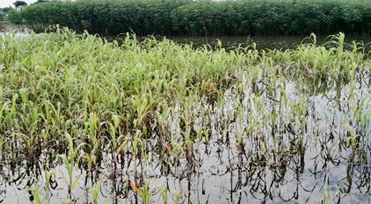 ভেড়ামারার ৪টি ইউনিয়নের পদ্মাপাড়ের মানুষ আতঙ্কে দিনযাপন   