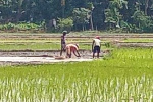 খোকসায় আমন ধান রোপণে ব্যস্ত চাষিরা