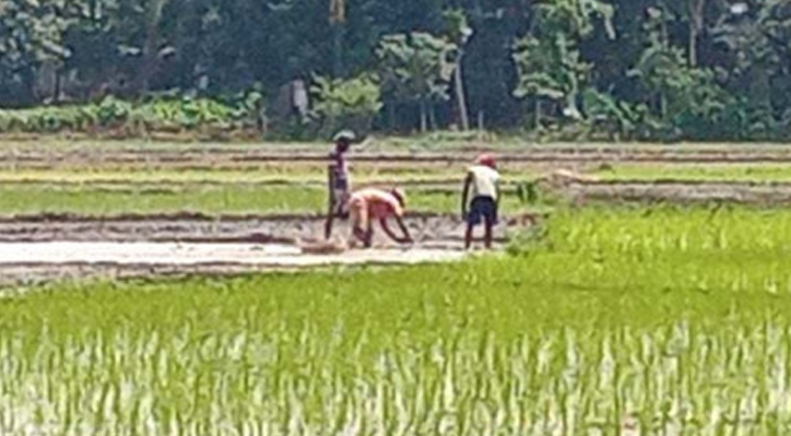খোকসায় আমন ধান রোপণে ব্যস্ত চাষিরা