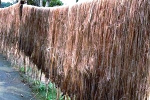 কুমারখালীত পাট শুকাতে ব্যস্ত সময় পার করছেন চাষিরা