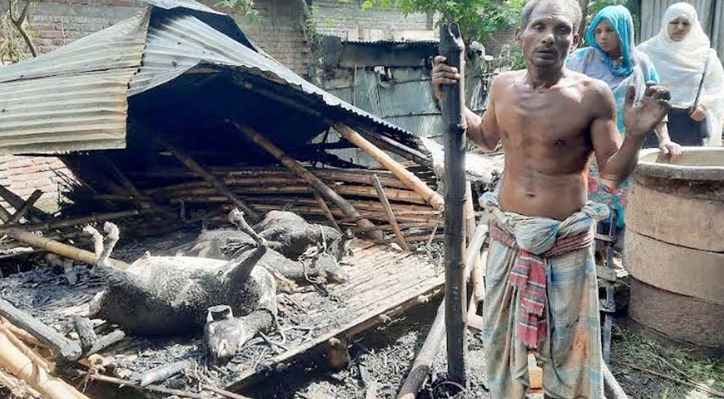 ভেড়ামারায় মশার কয়েলের আগুনে পুড়ল বসতবাড়িসহ গবাদি পশু