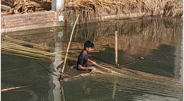 পাট চাষ করে লোকসানের মুখে পড়েছে ভেড়ামারার কৃষকরা