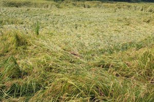 ভেড়ামারায় ঘূর্ণিঝড়ের প্রভাবে আমন ধানের ফলন বিপর্যয়ের আশঙ্কা