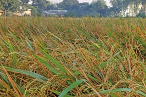 কুষ্টিয়ার মোকামে উঠতে শুরু করেছে নতুন আমন ধান