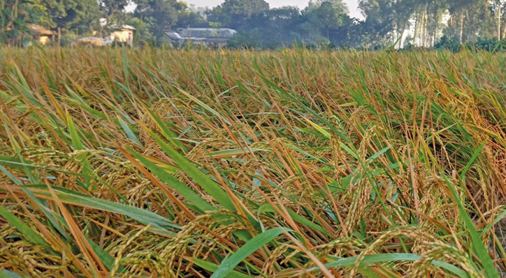 কুষ্টিয়ার মোকামে উঠতে শুরু করেছে নতুন আমন ধান