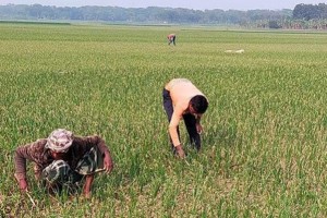কুষ্টিয়ায় পেঁয়াজের পরিচর্যায় ব্যস্ত কৃষক
