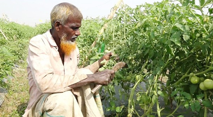 কৃষি বিভাগের সহযোগিতায় কুষ্টিয়ায় বিষমুক্ত সবজি চাষে আগ্রহ বাড়ছে