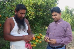 দৌলতপুরে কমলা চাষে ভাগ্য ফেরানোর স্বপ্ন আঃ হামিদের 