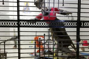 কুষ্টিয়ায় প্রতিমা ভাঙচুর-যুবক আটক