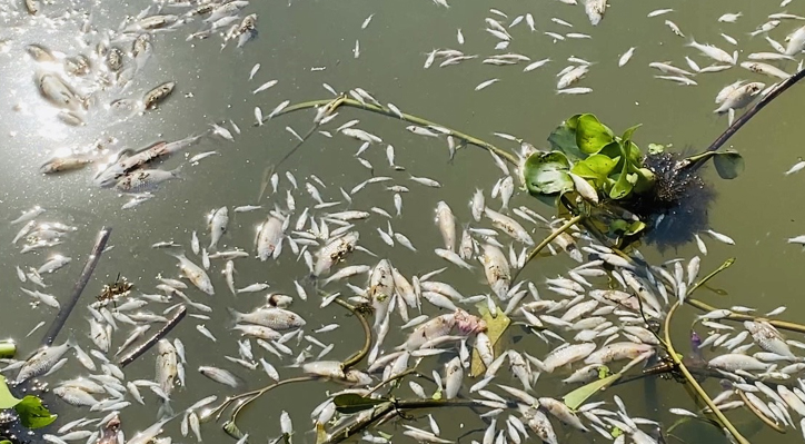 খোকসায় মাছের সাথে শত্রুতা করে পুকুরে বিষ প্রয়োগ