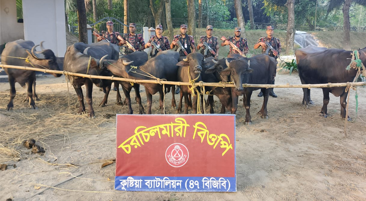 দৌলতপুর সীমান্তে বিজিবি’র অভিযানে কোকেন ও মহিষ উদ্ধার