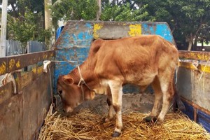 কুমারখালী মহাসড়কে আবারো সাতটি গরু ডাকাতি