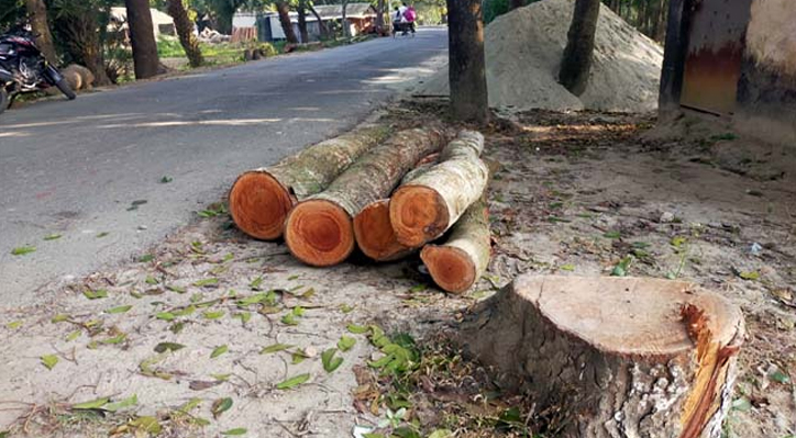কুমারখালীতে রাত পেরুলেই লাখ লাখ টাকার সরকারি গাছ উধাও!