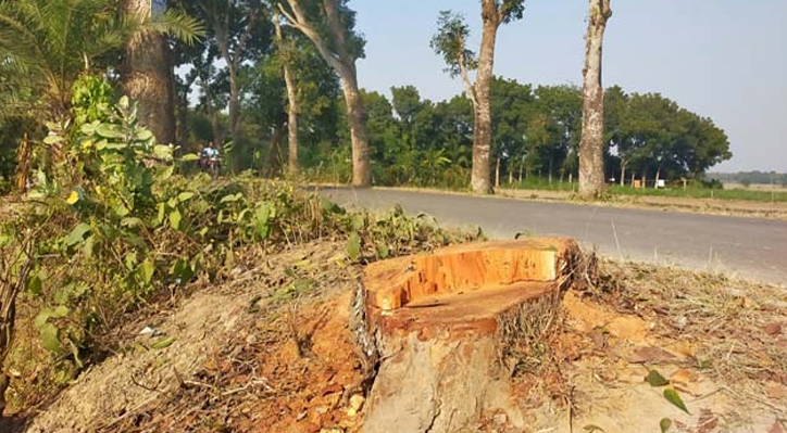 কুমারখালীতে সড়কের গাছ কাটার ঘটনায় থানায় মামলা 3 173868138167a22c2578bdb কুমারখালীতে সড়কের গাছ কাটার ঘটনায় থানায় মামলা