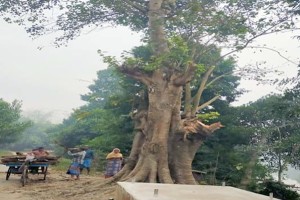 কুমারখালীতে প্রকাশ্যে গাছ কাটায় আ.লীগ-বিএনপির পাল্টাপাল্টি অভিযোগ