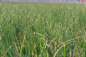 কুষ্টিয়ায় পেঁয়াজের বাম্পার ফলনের আশা