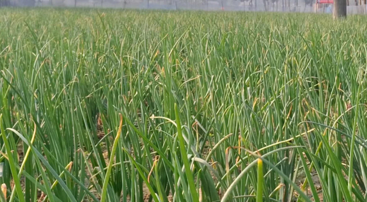 কুষ্টিয়ায় পেঁয়াজের বাম্পার ফলনের আশা
