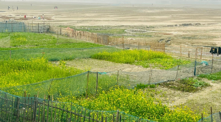 কুষ্টিয়ার গড়াই নদীতে হলুদ সবুজের সমারোহ