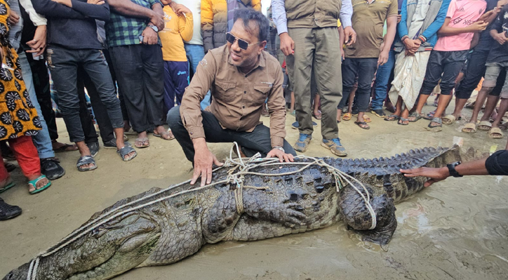কুষ্টিয়ার পদ্মা নদীতে জেলের জালে ধরা পড়লো কুমির