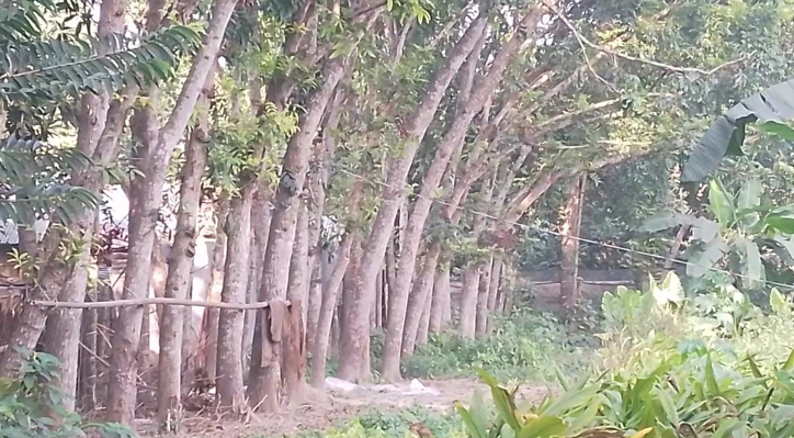 দৌলতপুরে মুক্তিযোদ্ধা পরিবারের জমি দখলের চেষ্টা 