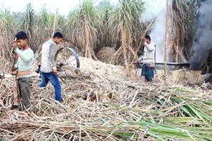 খোকসায় আখ চাষে আগ্রহ নেই চাষিদের