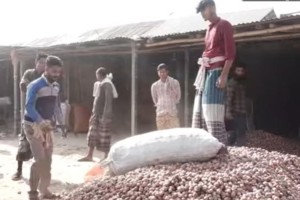 সিন্ডিকেটের প্রভাবে মিরপুরের পেঁয়াজচাষীদের মাথায় হাত