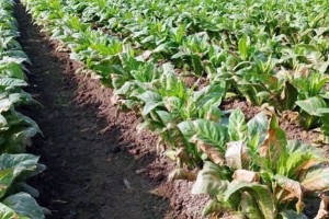 কুষ্টিয়ায় শত্রুতাবশত তামাকের জমিতে বিষ প্রয়োগের অভিযোগ 