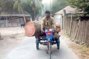 কুষ্টিয়ার দৌলতপুরে বিএনপির দুই নেতার বিরুদ্ধে কলেজের ৪ গাছ কেটে বিক্রির অভিযোগ