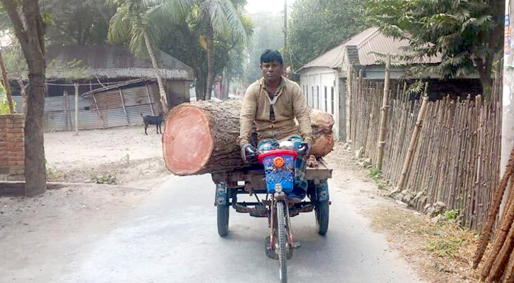 কুষ্টিয়ার দৌলতপুরে বিএনপির দুই নেতার বিরুদ্ধে কলেজের ৪ গাছ কেটে বিক্রির অভিযোগ