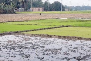 কুষ্টিয়ায় দেশের অন্যতম বৃহৎ সেচ প্রকল্প জিকের নাজুক অবস্থা