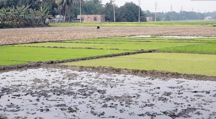 কুষ্টিয়ায় দেশের অন্যতম বৃহৎ সেচ প্রকল্প জিকের নাজুক অবস্থা