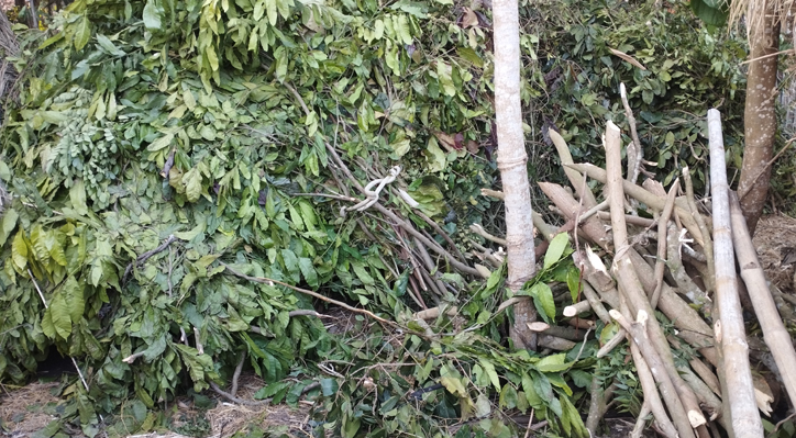 গোস্বামী দূর্গাপুরে বনবিভাগের গাছ কাটার মহোউৎসব! 