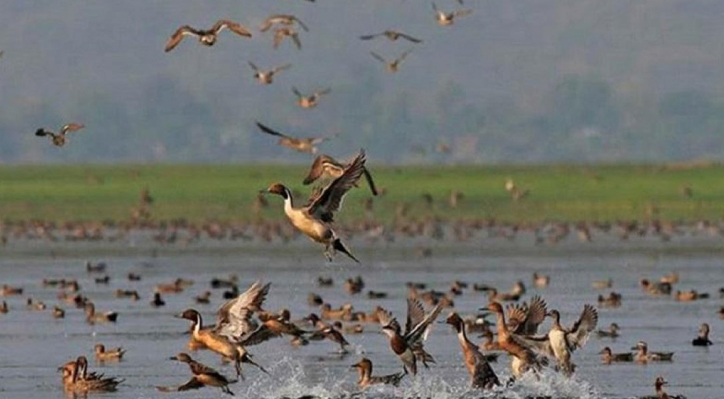 কুষ্টিয়ায় পরিযায়ী পাখির দল বেঁধে ওড়াউড়ি আর কিচিরমিচিরে মুখরিত 