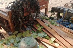 কুমারখালীতে পান বিক্রেতার দোকান ভাঙচুর ও পান বিনষ্টের অভিযোগ! 