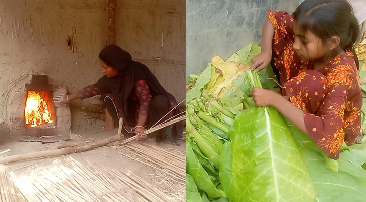 কুষ্টিয়ায় কোম্পানির লোভনীয় অফারে স্বাস্থ্যঝুঁকি জেনেও সপরিবারে তামাক চাষ